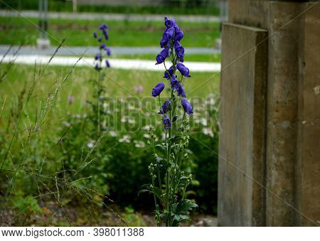 Shady Flowers Grow Best In Semi-shady Habitats In Lush, Moist And Nutritious Soils. It Is Suitable F