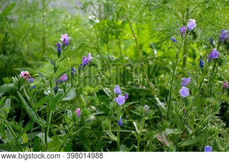 Shady Flowers Grow Best In Semi-shady Habitats In Lush, Moist And Nutritious Soils. It Is Suitable F
