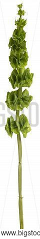 Single Shell Flower Aka Moluccella Laevis Stem, Isolated On White Background.