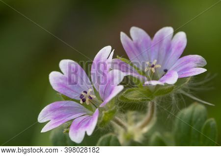 Doves Foot Geranium (geranium Molle) Flowers