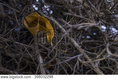 On An Autumn Evening, A Yellow Mustard Dry Leaf Of A Tree Fell And Caught On A Prickly Dry Black Bus