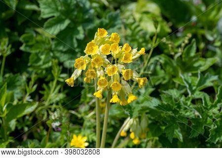 Cowslips (primula Veris)