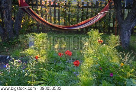 Hammock With Colorful Stripes Hanging In The Morning Sun Among The Apple Trees Below It Blooms Bee M