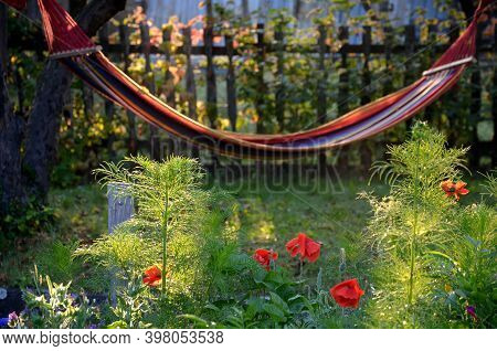 Hammock With Colorful Stripes Hanging In The Morning Sun Among The Apple Trees Below It Blooms Bee M