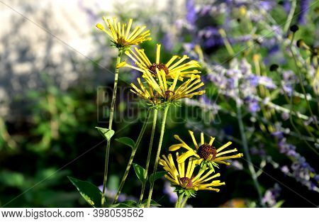 Hammock With Colorful Stripes Hanging In The Morning Sun Among The Apple Trees Below It Blooms Bee M