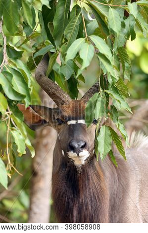 The Nyala (tragelaphus Angasii), Also Called Inyala, Adult Male Portrait.member Of A Resident Herd O