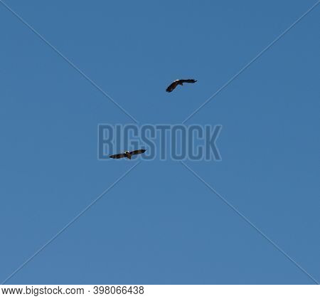 Two Eagles Soaring In The Sky Copispace