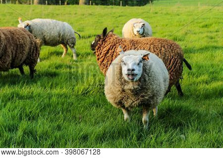 A Sheep In A Flock Is Standing On The Meadow And Looking At You And Makes Baa.. She Looks Quite Stup