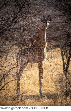 Baby Southern Giraffe Stands Staring In Bushes