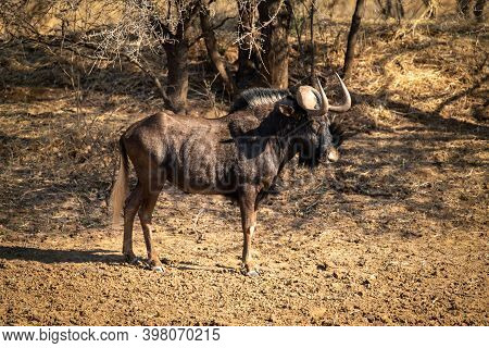 Black Wildebeest Stands In Profile Near Trees