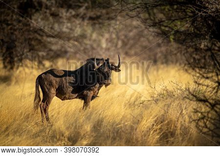 Black Wildebeest Stands Framed By Tree Branches