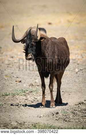 Black Wildebeest Stands Eyeing Camera In Sun