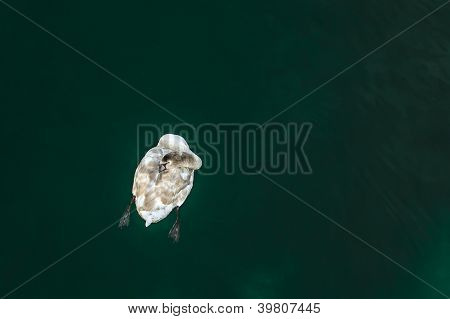 schlafen Schwan