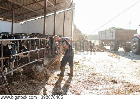 Senior Farmer Feeding Cows With Hay And Lucerne By Fork On Dairy Farm
