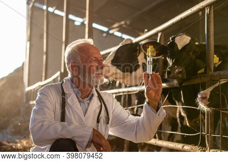 Mature Veterinarian In White Coat Preparing Vaccine For Holstein Cattle On Dairy Farm