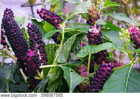 Lakonos Or American Phytolacca With Purple Berries In The Garden.