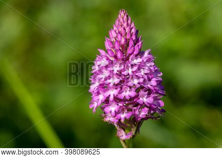 Close Up Of A Pyramid Orchid (anacamptis Pyramidalis) In Bloom