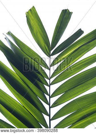 Palm Leaf Full Stem On White Background.