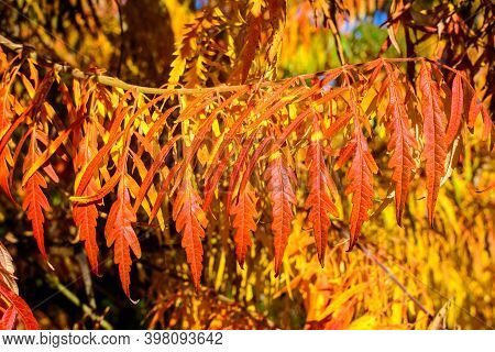 Large Branches With Vivid Red, Orange And Yellow Leaves Of Rhus Shrub, Commonly Known As Sumac, Suma