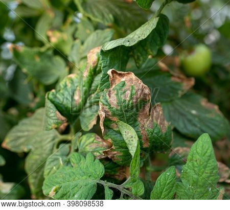 Close Up Of Tomato Green Leaf With Brown Spots And Dry Endings. Plant Diseases Concept