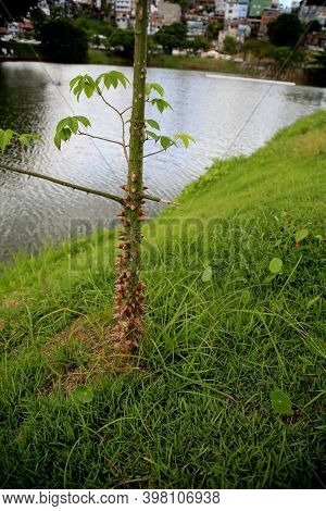 Salvador, Bahia Brazil - December 4, 2020: Tree Branch With Thorns Is Seen At Dique De Tororo In The