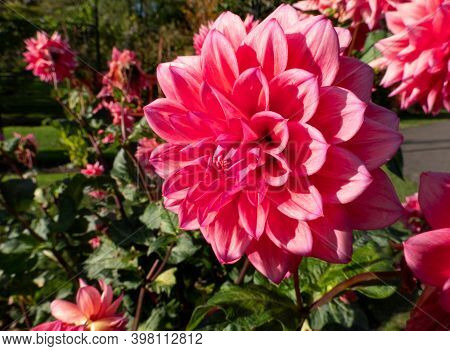 A Bright Pink Flower Dahlia Closeup Blossom In The Garden