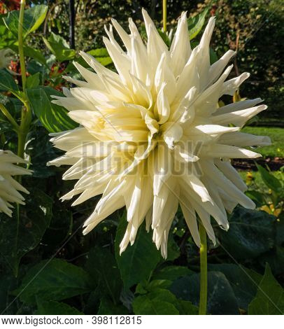White Dahlia Blossom In The Garden Close Up