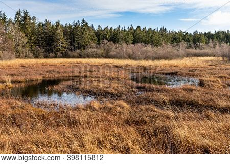 Swamp Landscape In The High Fens In Autumn