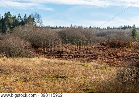 Colorful Landscape In The High Fens In Belgium In Autunm