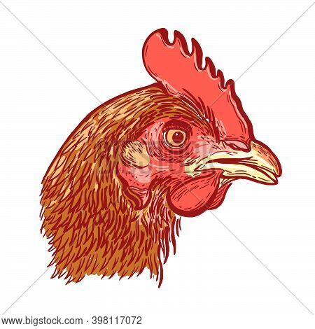 Chicken Head. Colored. Hand-drawn Engraving. Vector Vintage Illustration. Isolated On A Light Backgr