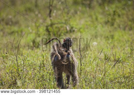 Mother And Baby Baboon Monkey In The Serengeti