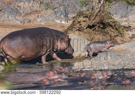 Mamy And Baby Hippo Going For A Walk At The Hippo Pool