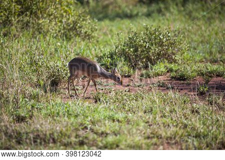 Dik-dik Smallest Kind Antelope In The Serengeti
