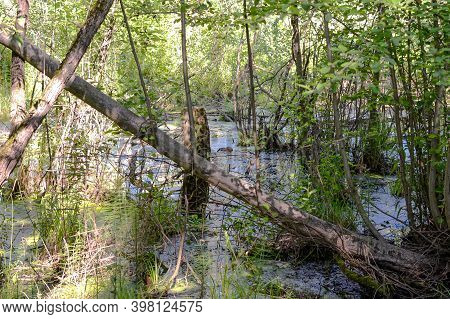 Swamp Marsh And Muskrat In The Forest