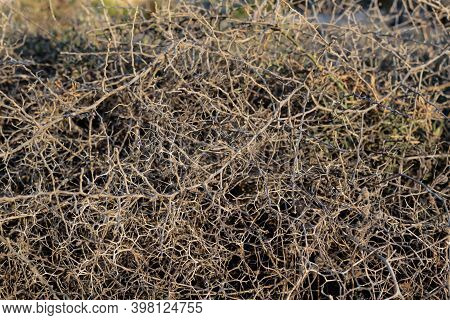 Closeup Leafless Barren Thorny Bush With Tangled Branches, Dry Dead Plant With Thorns On Branches In