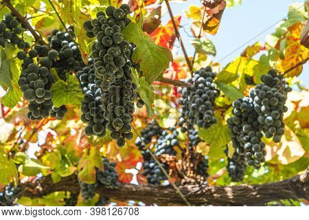 Close Up Of Berries And Leaves Of Grape-vine. Single Bunch Of Ripe Red Wine Grapes Hanging On A Vine