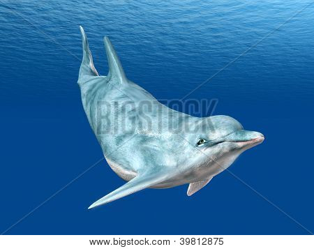 Plongée Dolphin