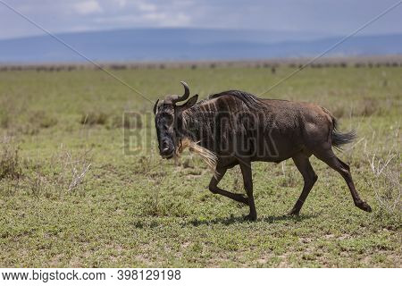 Blue Wildebeest Running Through The Endless Serengeti