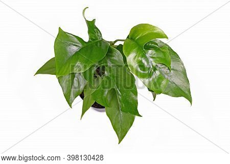 Small Tropical Houseplant With Correct Botanic Name 'rhaphidophora Tetrasperma' With Leaves With Hol