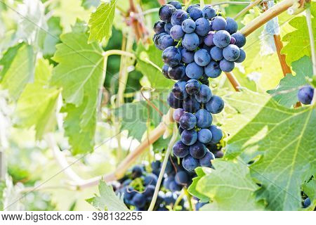 Blue Grapes In A Vineyard. Bunch Of Grapes On A Vine. Grape Harvest.