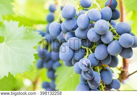 Blue Grapes In A Vineyard. Bunch Of Grapes On A Vine. Grape Harvest.