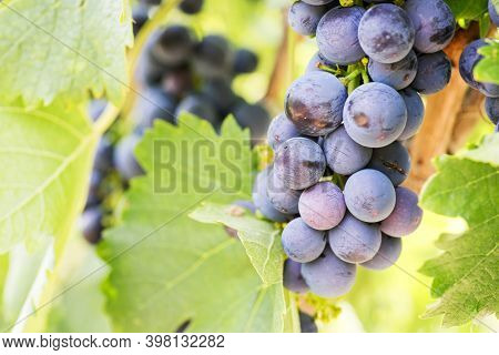 Blue Grapes In A Vineyard. Bunch Of Grapes On A Vine. Grape Harvest.