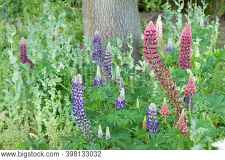 Lupin Or Lupine Flowers (lupinus), Perennial Plants Growing In A Garden Flower Border, Uk