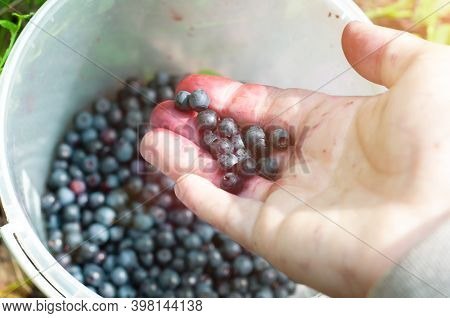 Picking Blueberries In Forest. Woman Hands Picking Buleberries. Red Hands After Blueberries Picking.