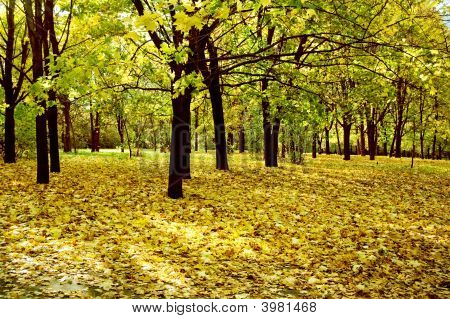 Wald im Herbst