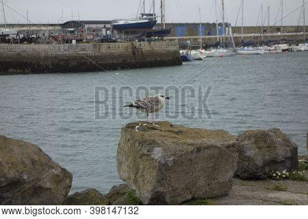 Glaucous Gull A Migratory Bird