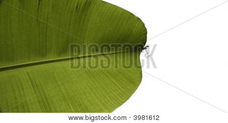 Folha de palmeira banana em branco