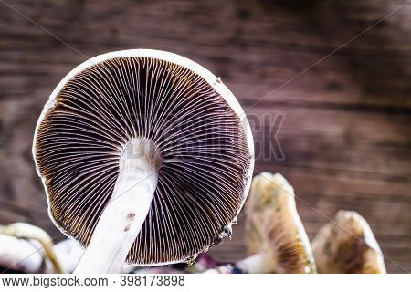 The Mexican Magic Mushroom Is A Psilocybe Cubensis, Whose Main Active Elements Are Psilocybin And Ps