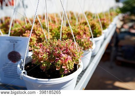 Chrysanthemum Multiflora Skyfall Pink In Hanging Pots