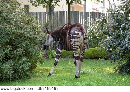 Portrait Of Okapi (okapia Johnstoni), Frankfurt Zoo